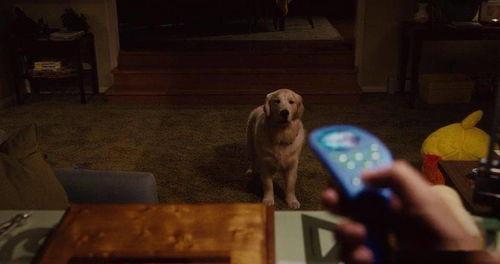 国产一级片儿,揭秘中国电影市场的独特魅力